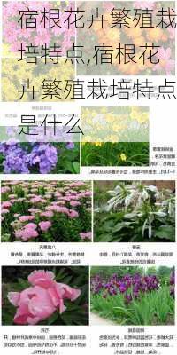 宿根花卉繁殖栽培特点,宿根花卉繁殖栽培特点是什么