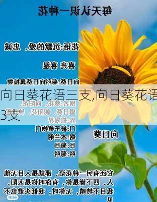 向日葵花语三支,向日葵花语3支