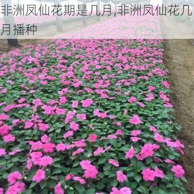 非洲凤仙花期是几月,非洲凤仙花几月播种