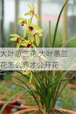 大叶蕙兰花,大叶蕙兰花怎么养才会开花