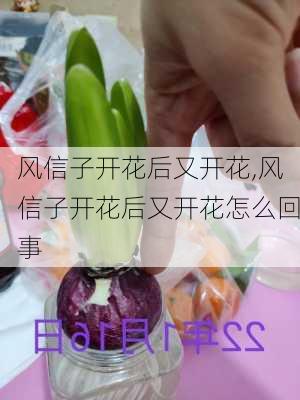 风信子开花后又开花,风信子开花后又开花怎么回事