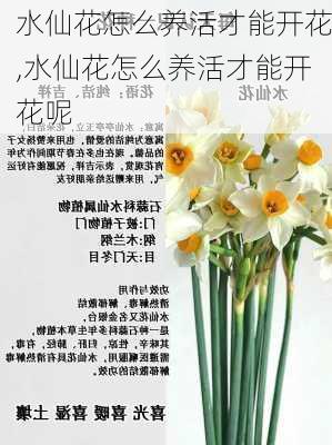 水仙花怎么养活才能开花,水仙花怎么养活才能开花呢