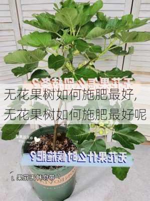 无花果树如何施肥最好,无花果树如何施肥最好呢