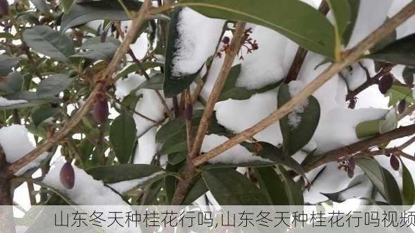 山东冬天种桂花行吗,山东冬天种桂花行吗视频