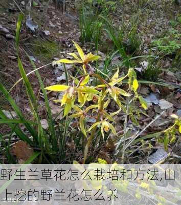 野生兰草花怎么栽培和方法,山上挖的野兰花怎么养