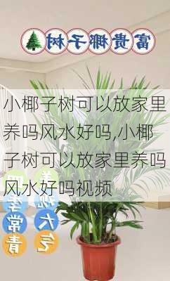 小椰子树可以放家里养吗风水好吗,小椰子树可以放家里养吗风水好吗视频