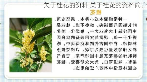 关于桂花的资料,关于桂花的资料简介