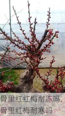 骨里红红梅耐冻吗,骨里红梅耐寒吗