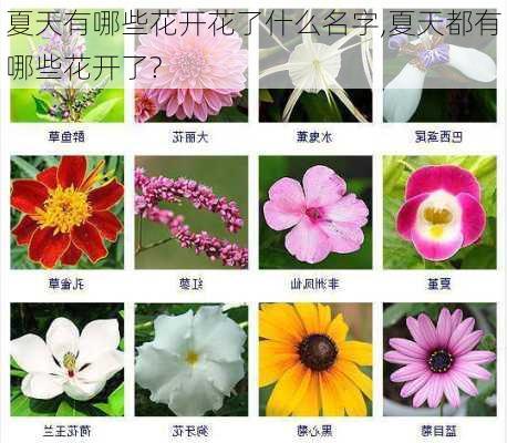 夏天有哪些花开花了什么名字,夏天都有哪些花开了?