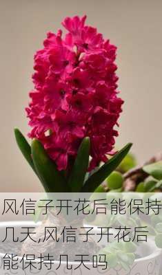 风信子开花后能保持几天,风信子开花后能保持几天吗