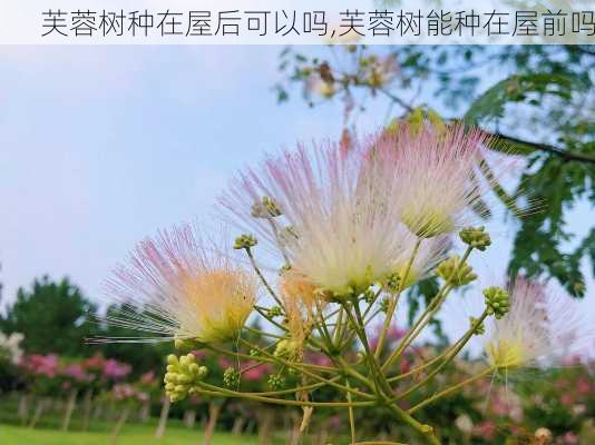 芙蓉树种在屋后可以吗,芙蓉树能种在屋前吗