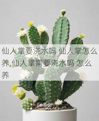 仙人掌要浇水吗 仙人掌怎么养,仙人掌需要浇水吗 怎么养