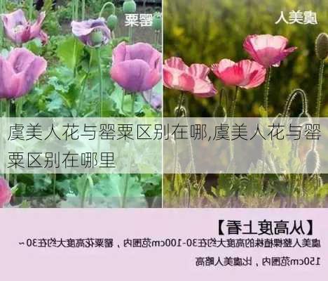 虞美人花与罂粟区别在哪,虞美人花与罂粟区别在哪里