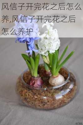 风信子开完花之后怎么养,风信子开完花之后怎么养护