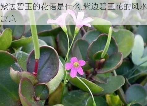 紫边碧玉的花语是什么,紫边碧玉花的风水寓意