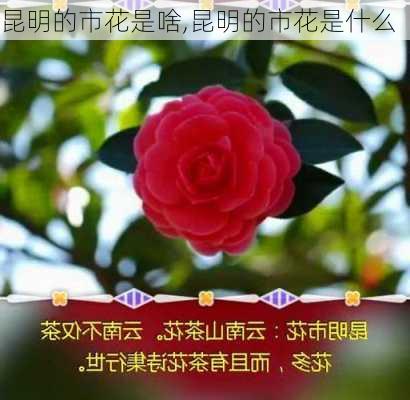 昆明的市花是啥,昆明的市花是什么