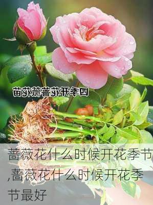 蔷薇花什么时候开花季节,蔷薇花什么时候开花季节最好