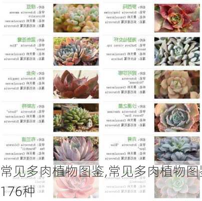 常见多肉植物图鉴,常见多肉植物图鉴176种