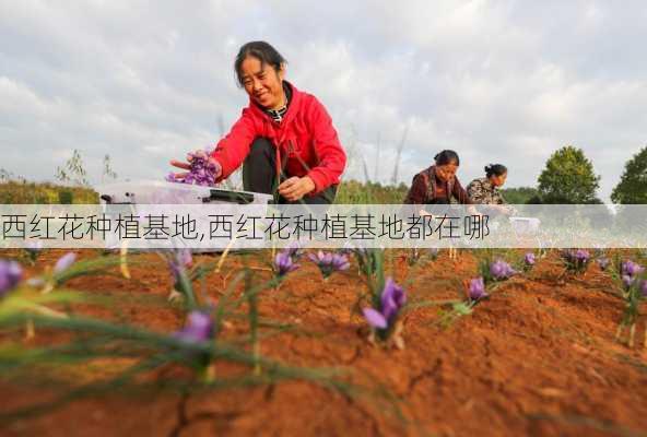 西红花种植基地,西红花种植基地都在哪