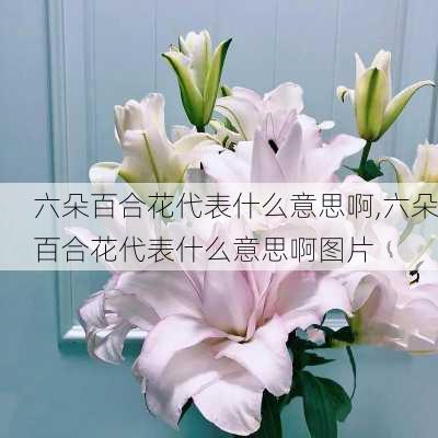 六朵百合花代表什么意思啊,六朵百合花代表什么意思啊图片