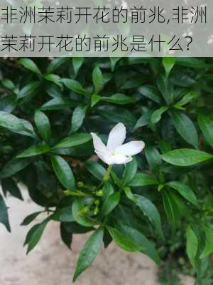 非洲茉莉开花的前兆,非洲茉莉开花的前兆是什么?