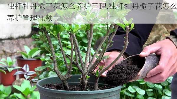 独杆牡丹栀子花怎么养护管理,独杆牡丹栀子花怎么养护管理视频