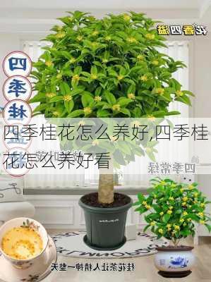 四季桂花怎么养好,四季桂花怎么养好看