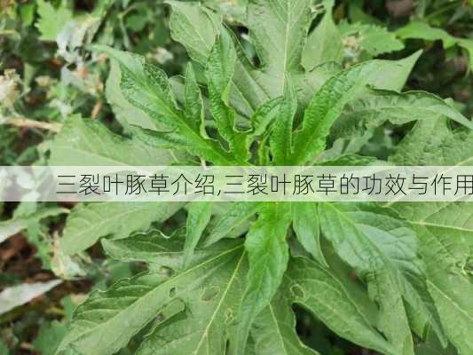 三裂叶豚草介绍,三裂叶豚草的功效与作用