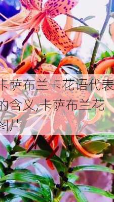 卡萨布兰卡花语代表的含义,卡萨布兰花图片