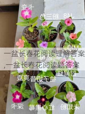 一盆长春花阅读理解答案,一盆长春花阅读题答案