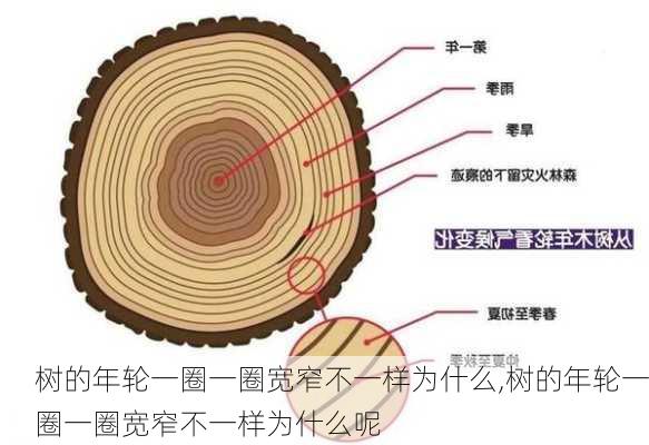 树的年轮一圈一圈宽窄不一样为什么,树的年轮一圈一圈宽窄不一样为什么呢