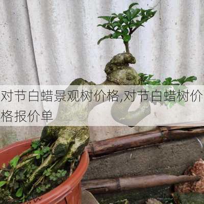 对节白蜡景观树价格,对节白蜡树价格报价单