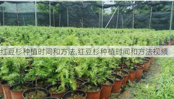 红豆杉种植时间和方法,红豆杉种植时间和方法视频