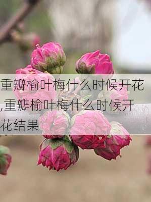 重瓣榆叶梅什么时候开花,重瓣榆叶梅什么时候开花结果