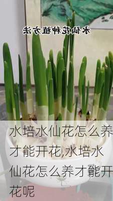 水培水仙花怎么养才能开花,水培水仙花怎么养才能开花呢