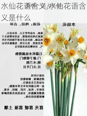 水仙花语含义,水仙花语含义是什么