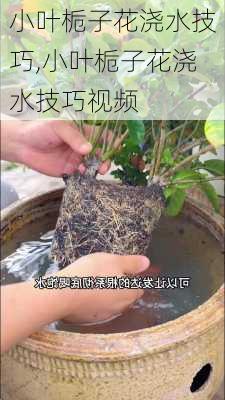 小叶栀子花浇水技巧,小叶栀子花浇水技巧视频