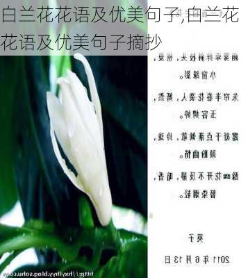 白兰花花语及优美句子,白兰花花语及优美句子摘抄