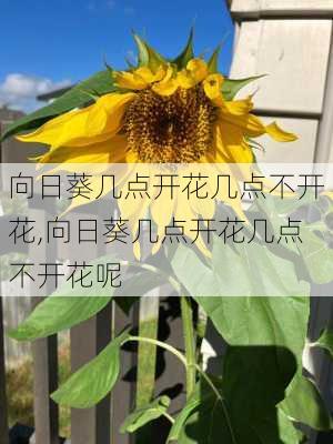 向日葵几点开花几点不开花,向日葵几点开花几点不开花呢