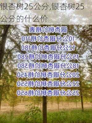 银杏树25公分,银杏树25公分的什么价