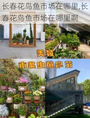 长春花鸟鱼市场在哪里,长春花鸟鱼市场在哪里啊