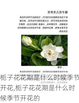 栀子花花期是什么时候季节开花,栀子花花期是什么时候季节开花的