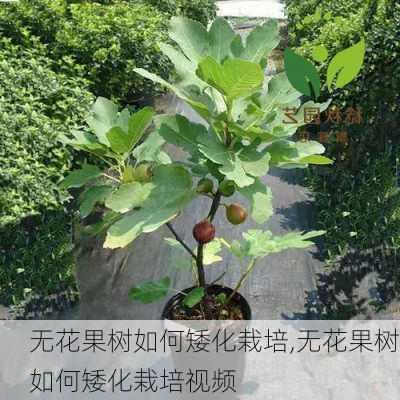 无花果树如何矮化栽培,无花果树如何矮化栽培视频