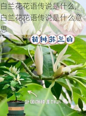 白兰花花语传说是什么,白兰花花语传说是什么意思