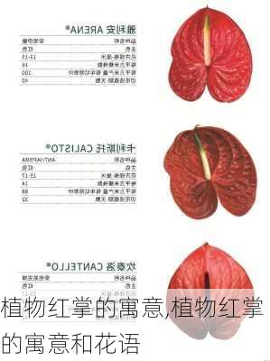 植物红掌的寓意,植物红掌的寓意和花语