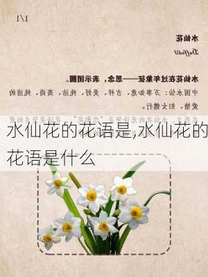 水仙花的花语是,水仙花的花语是什么