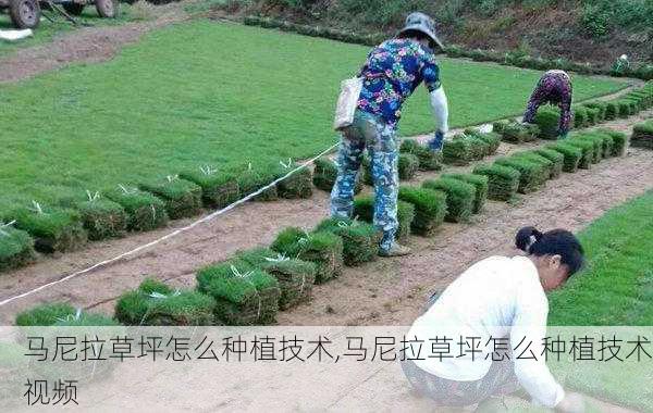 马尼拉草坪怎么种植技术,马尼拉草坪怎么种植技术视频