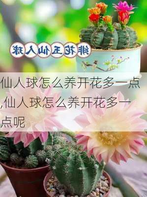 仙人球怎么养开花多一点,仙人球怎么养开花多一点呢