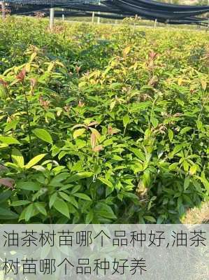 油茶树苗哪个品种好,油茶树苗哪个品种好养