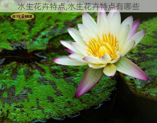 水生花卉特点,水生花卉特点有哪些